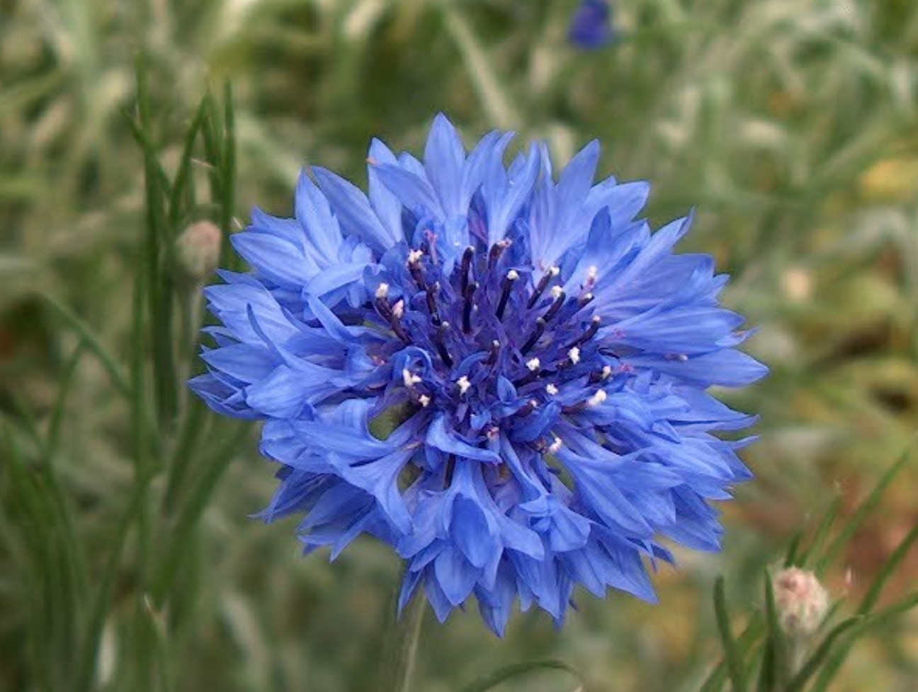 Online Plant Guide - Centaurea cyanus / Bachelor's Button